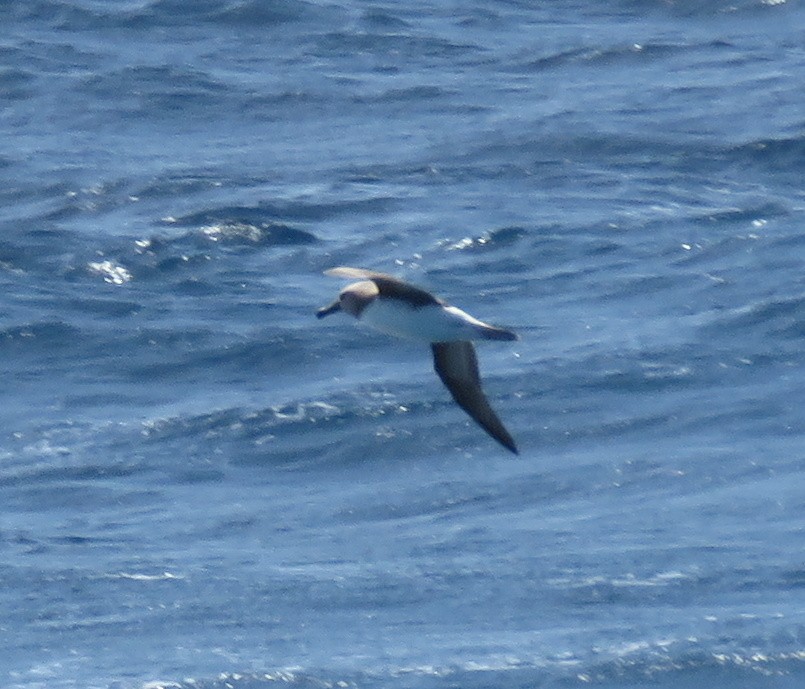 albatros šedohlavý - ML138788581