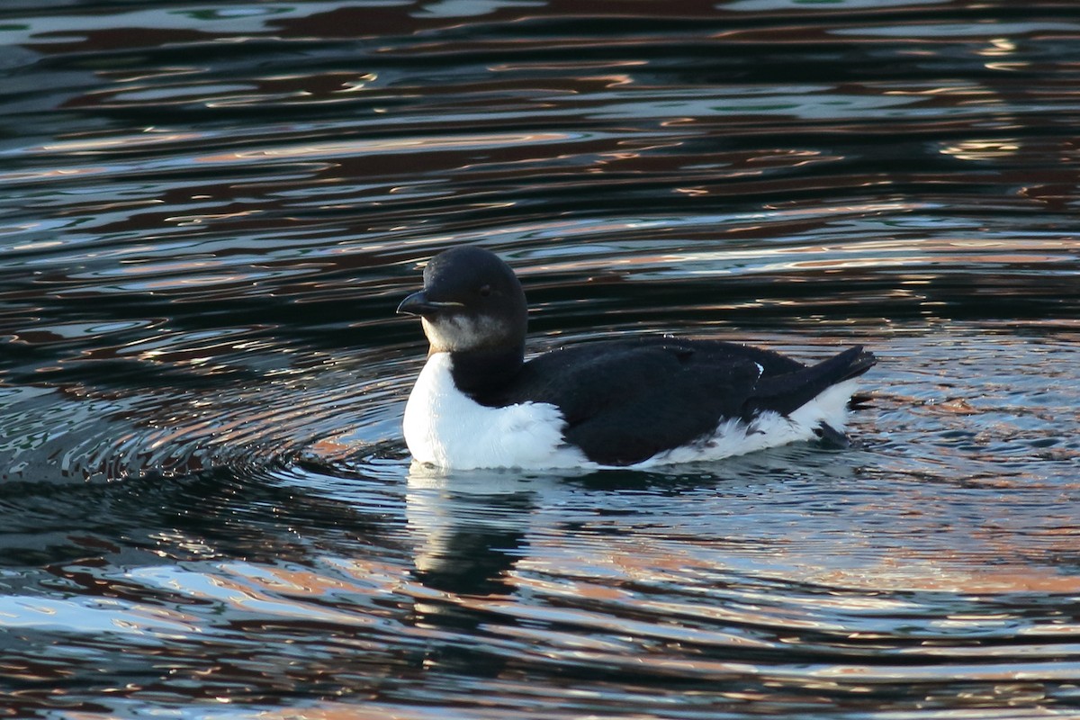 Thick-billed Murre - ML138789381