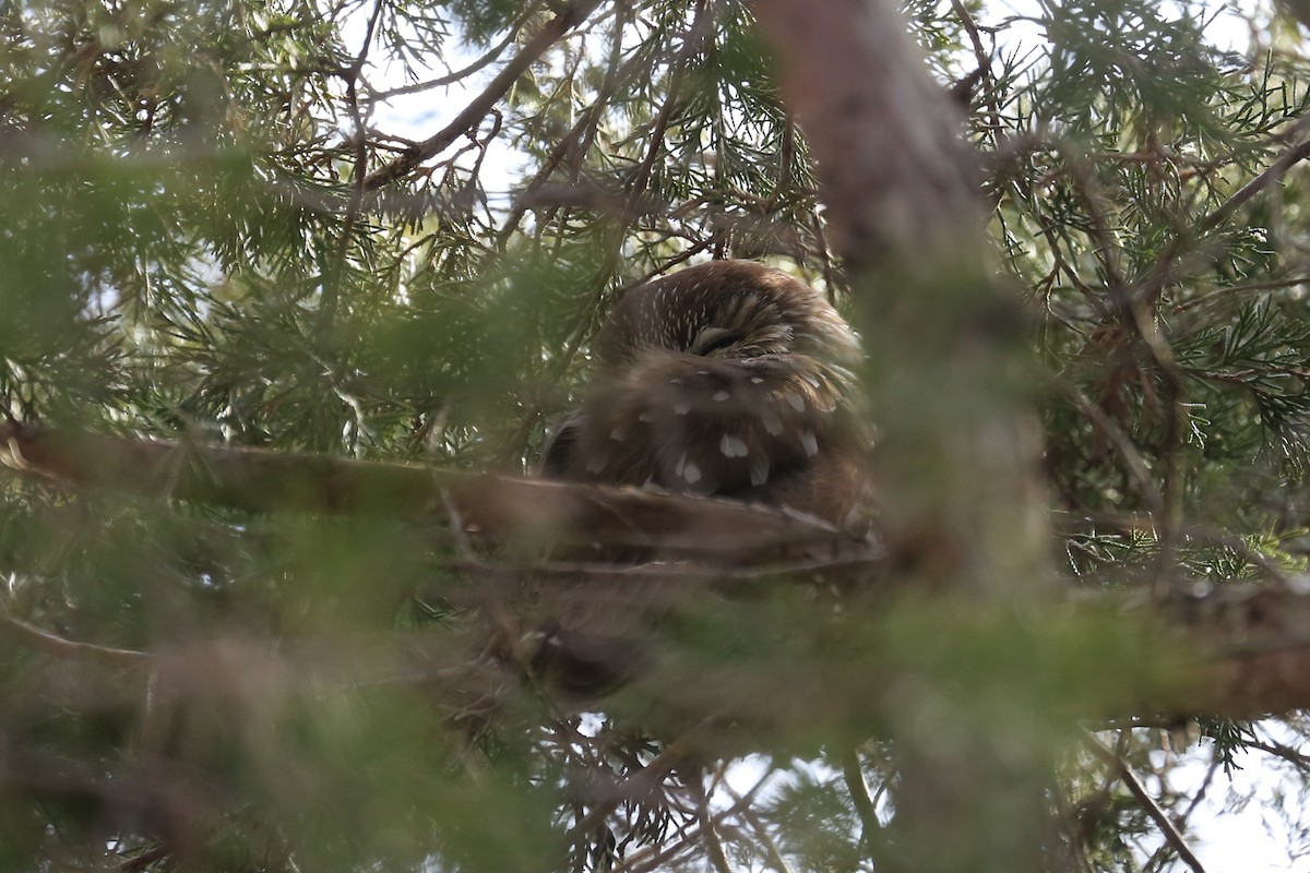 EBird Checklist 2 Feb 2019 Pole Farm Mercer County Park NW 23 