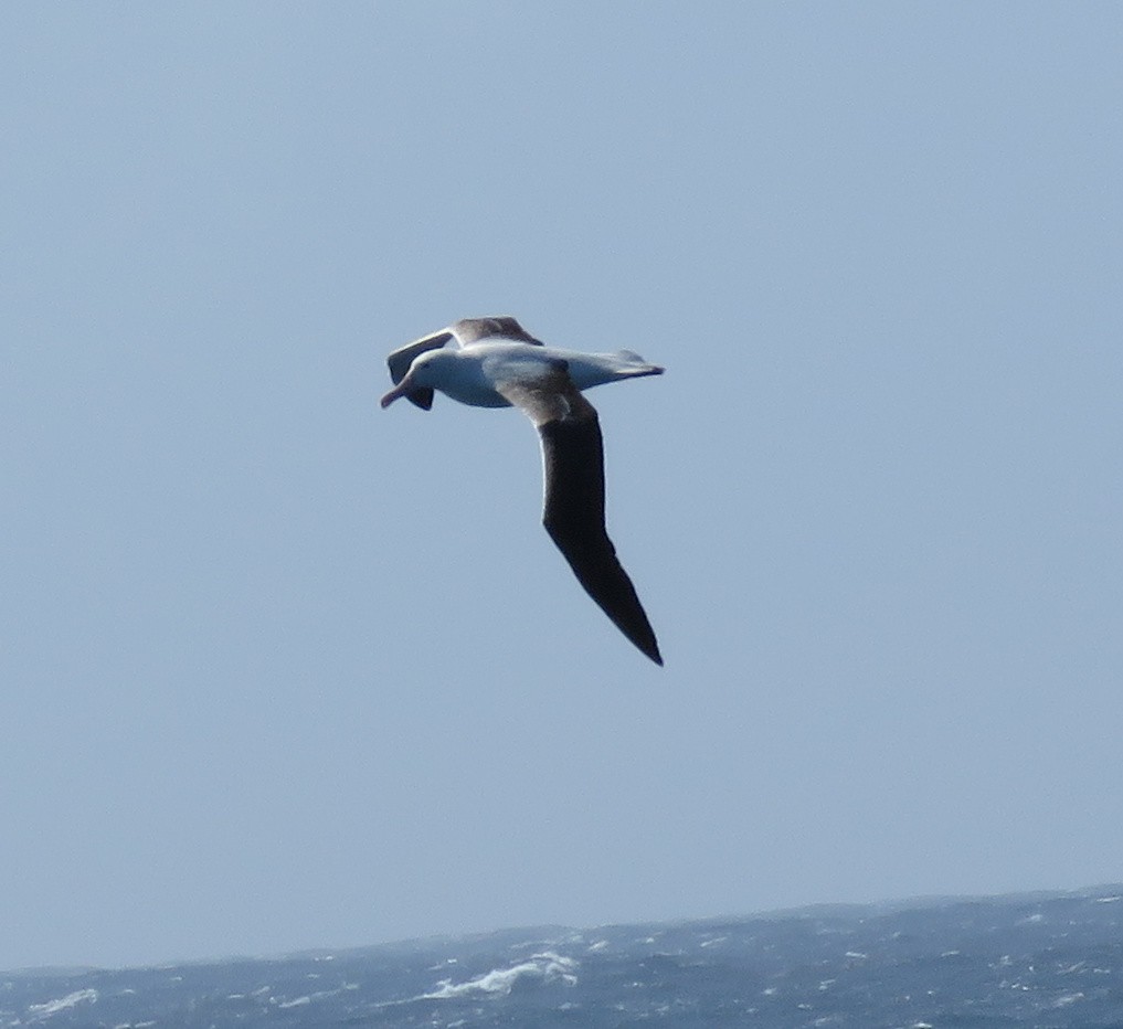 Northern/Southern Royal Albatross - ML138790561