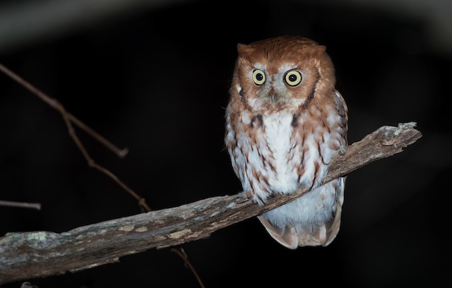 ヒガシアメリカオオコノハズク Asio グループ Ebird