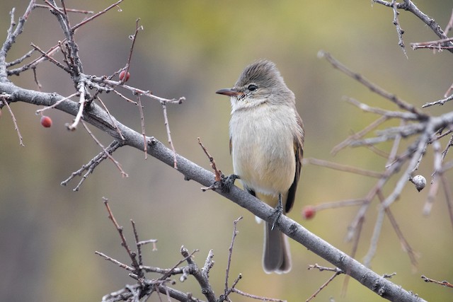 Northern Beardless-Tyrannulet