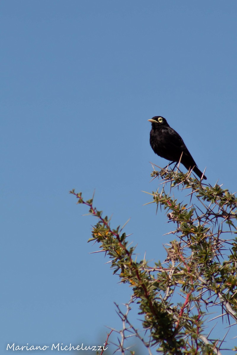 Spectacled Tyrant - ML138793561