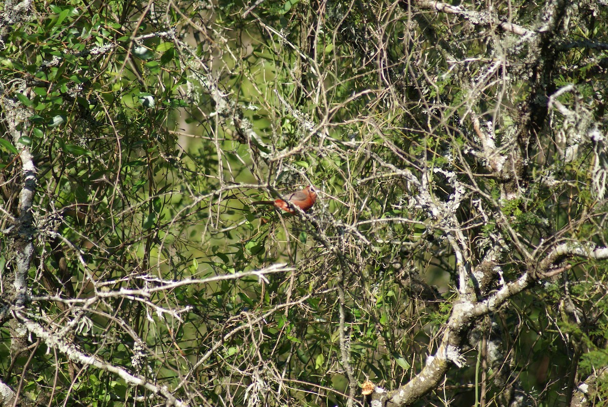Red-crested Finch - Jorge de Leon Cardozo