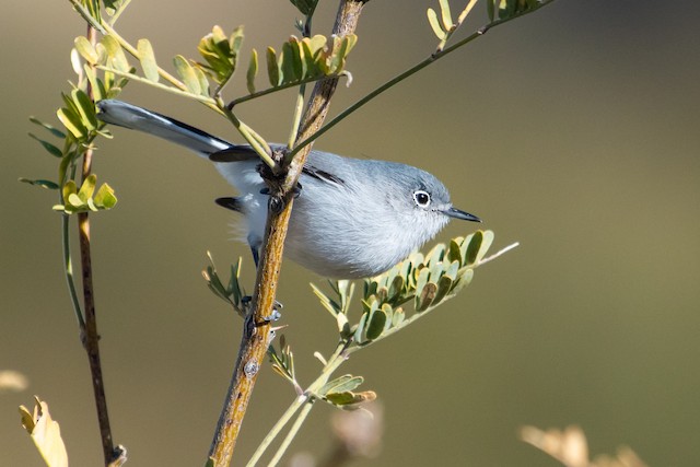 Black-capped Gnatcatcher