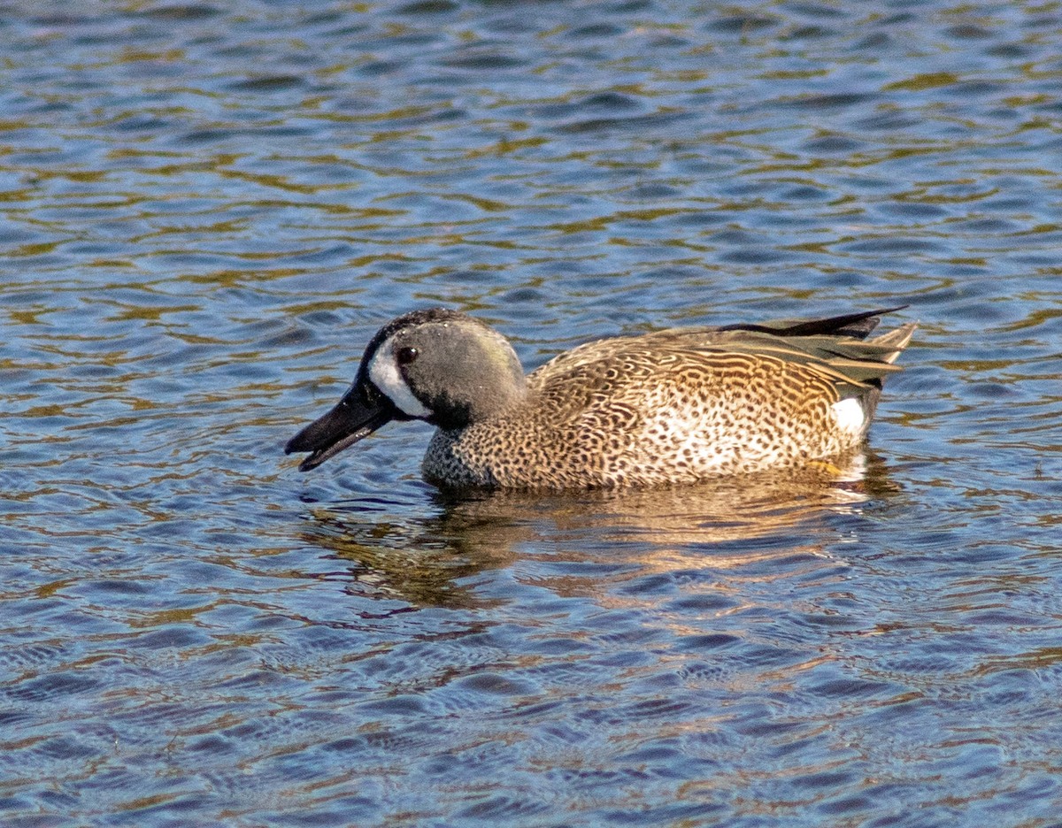 Blue-winged Teal - ML138794631