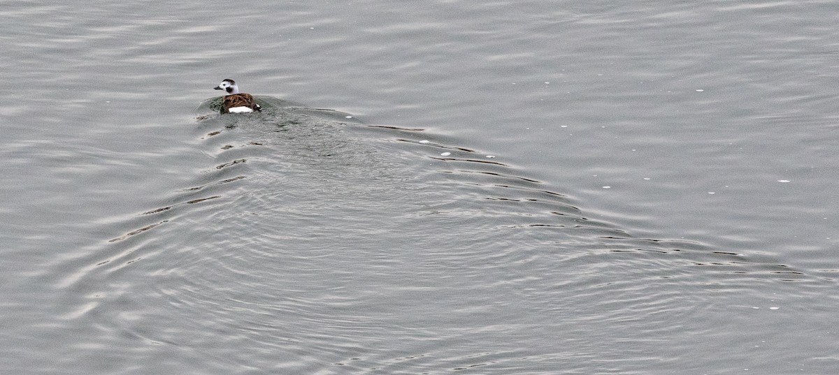 Long-tailed Duck - Mhairi McFarlane