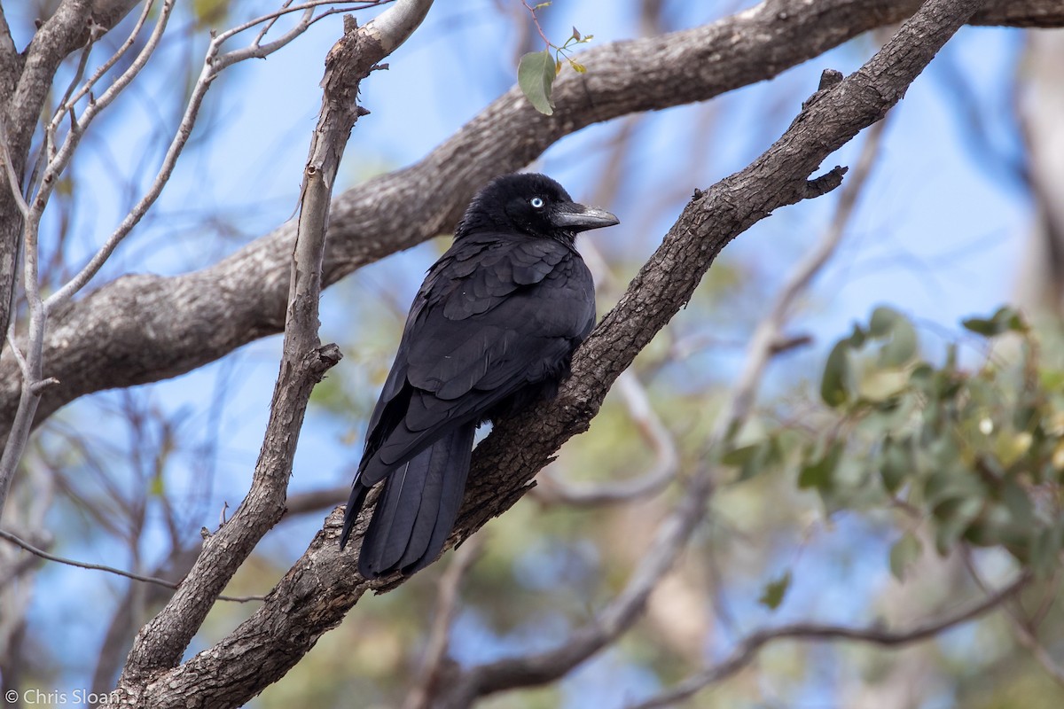 Australian Raven - Christopher Sloan