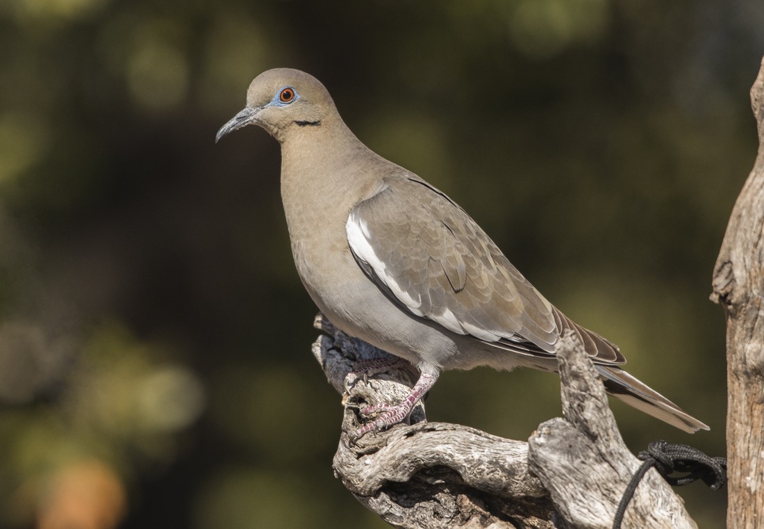 White-winged Dove - Annie McLeod