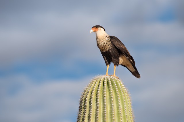 Crested Caracara