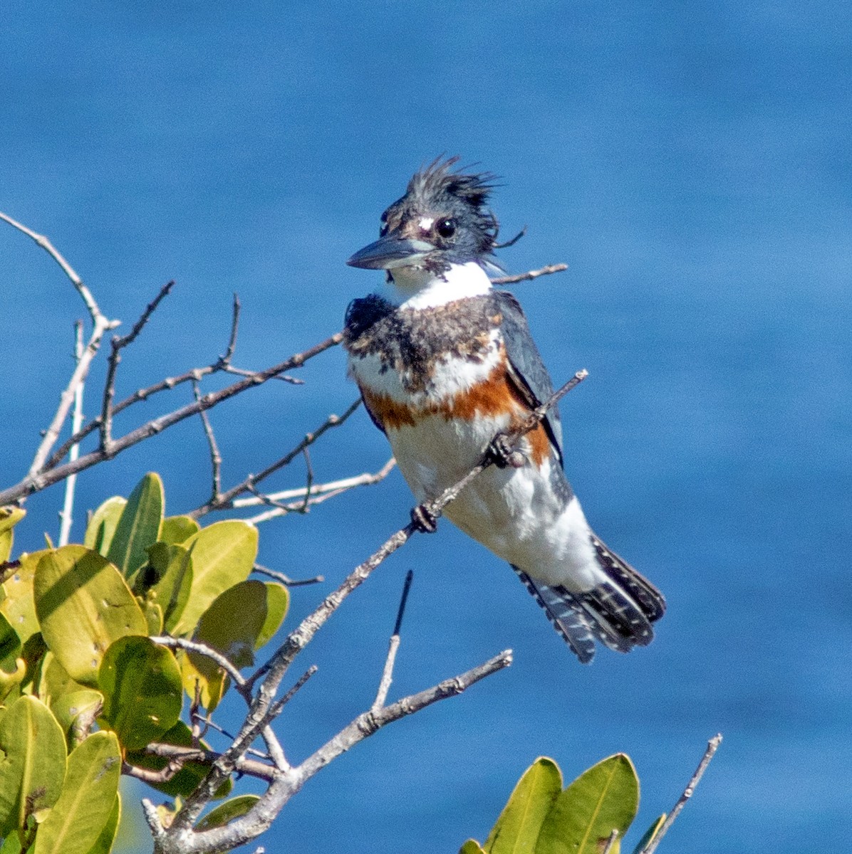 Belted Kingfisher - ML138796091