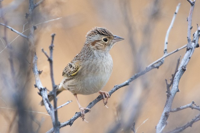 Cassin's Sparrow