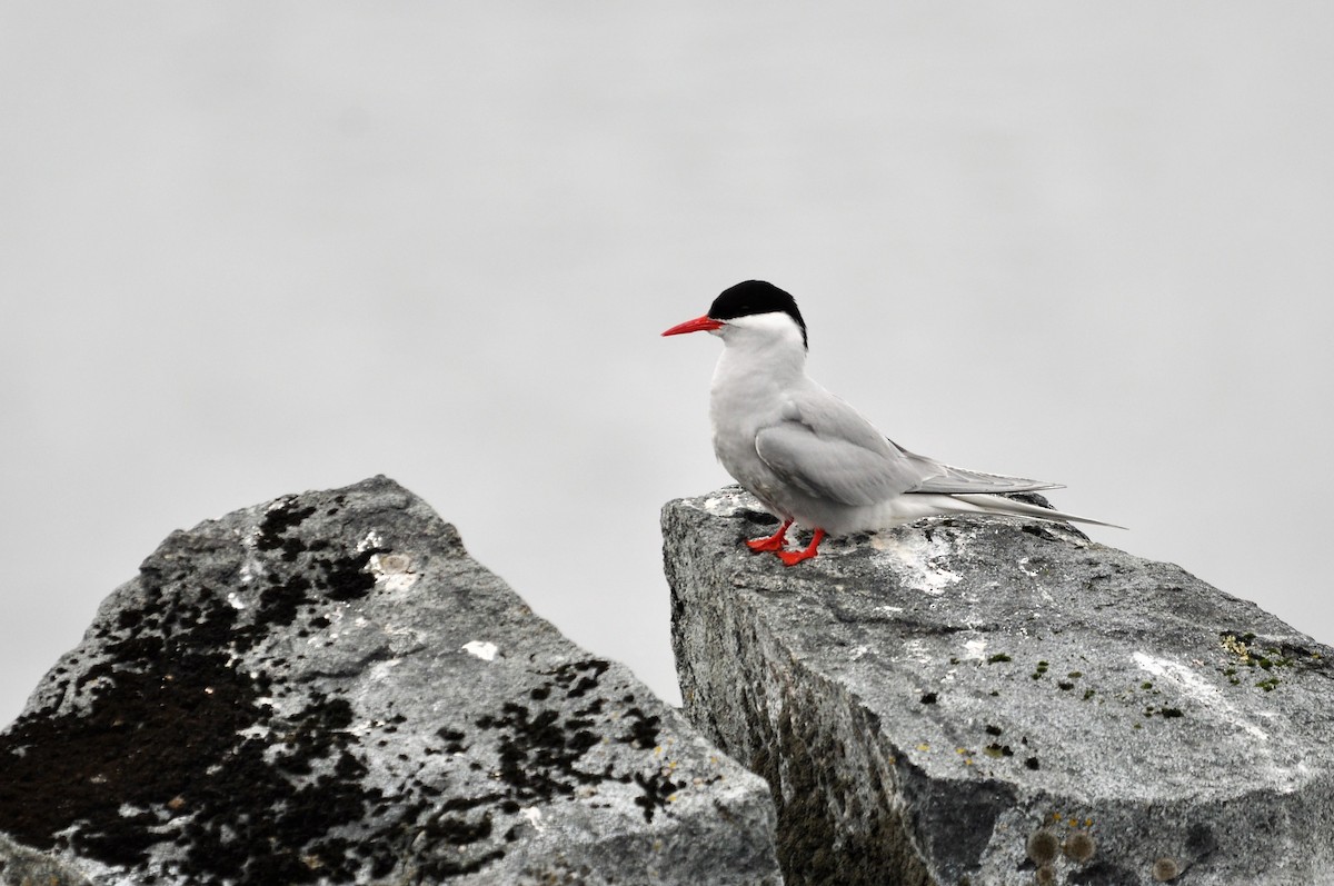 Antarctic Tern - Heidi Krajewsky