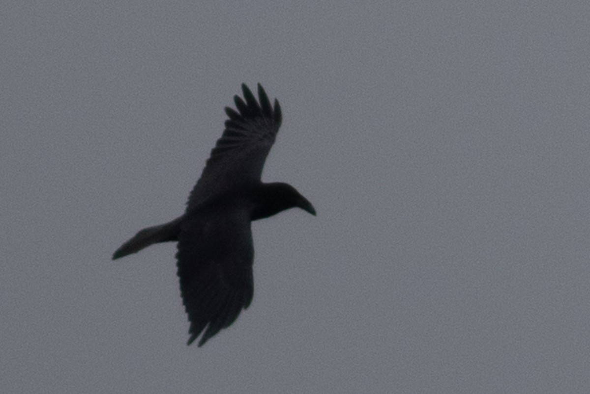 Common Raven - Seymore Gulls