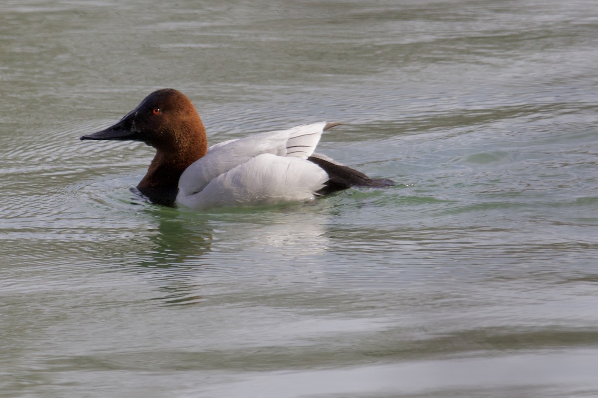 Canvasback - Ruth Wittersgreen