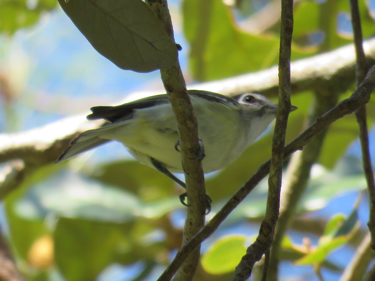 Plumbeous Vireo (Central American) - Ron Batie