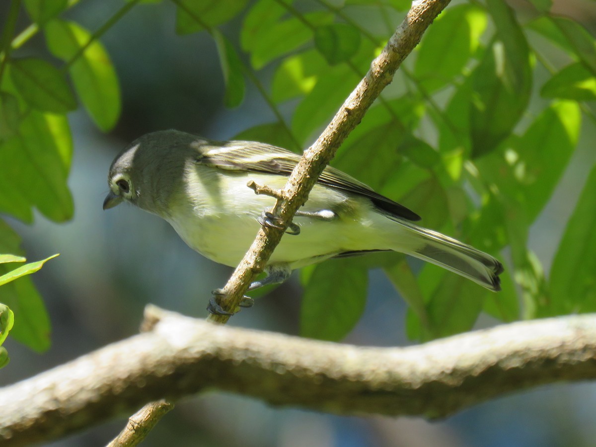 Plumbeous Vireo (Central American) - Ron Batie