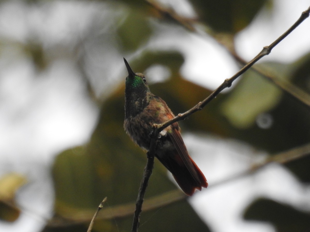 Berylline Hummingbird - ML138805191