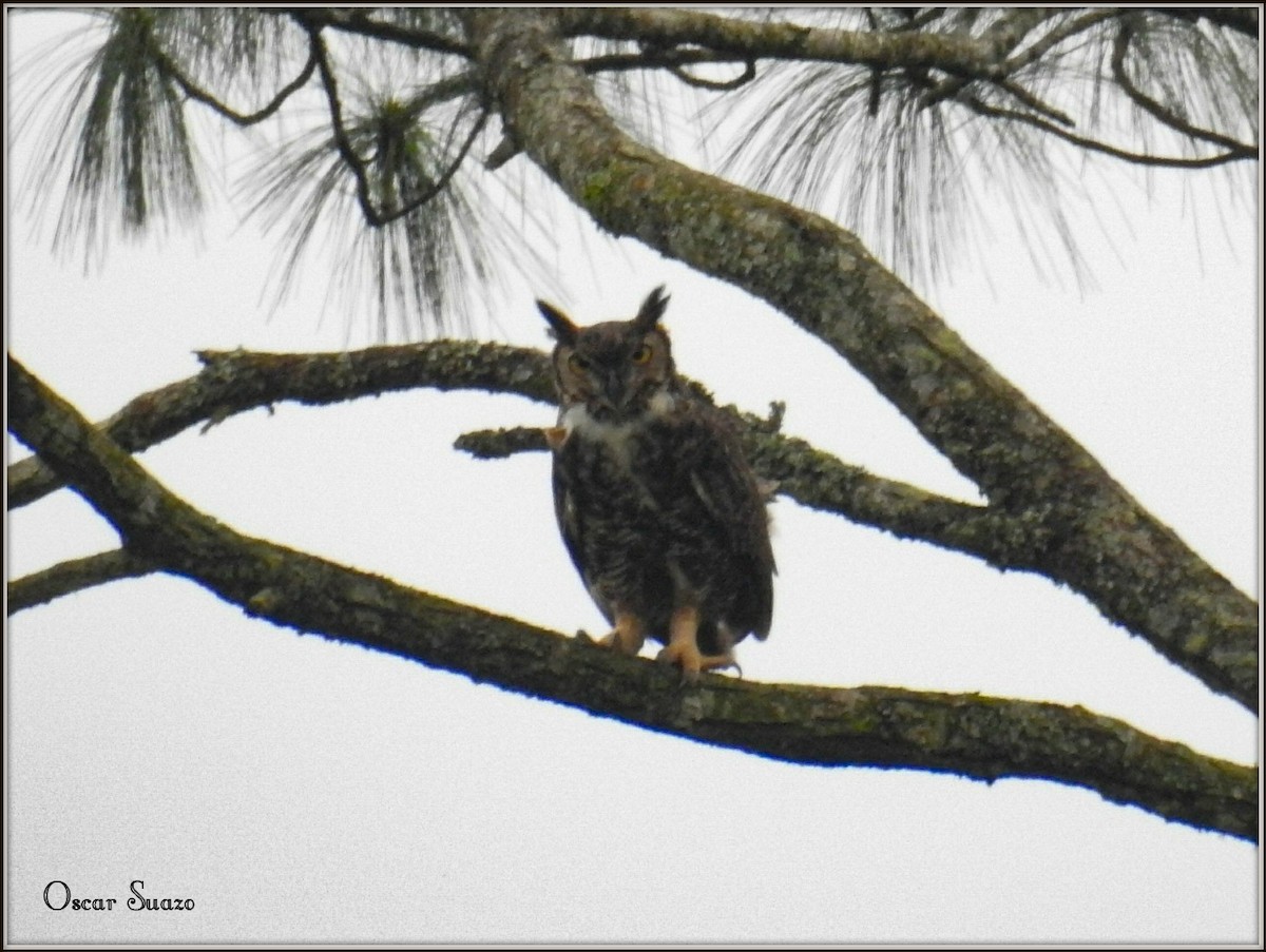 Great Horned Owl - ML138805261