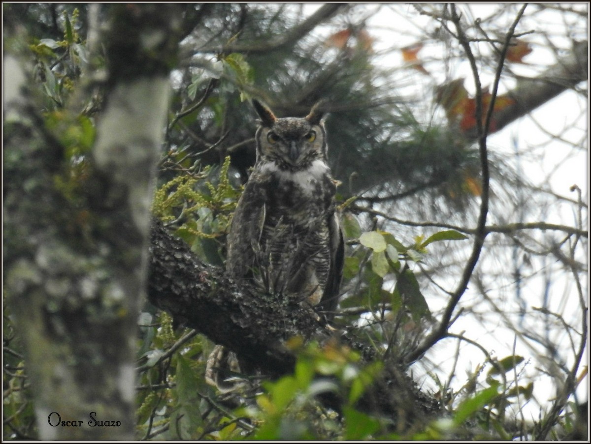 Great Horned Owl - ML138805281