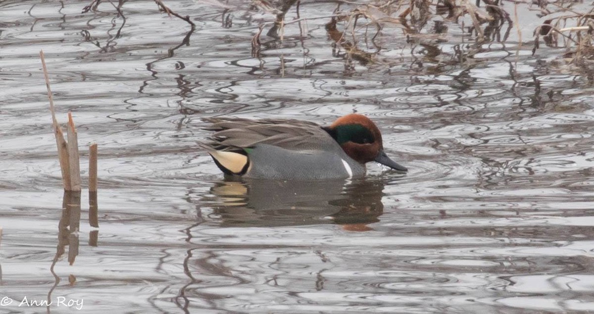 Green-winged Teal - ML138807191