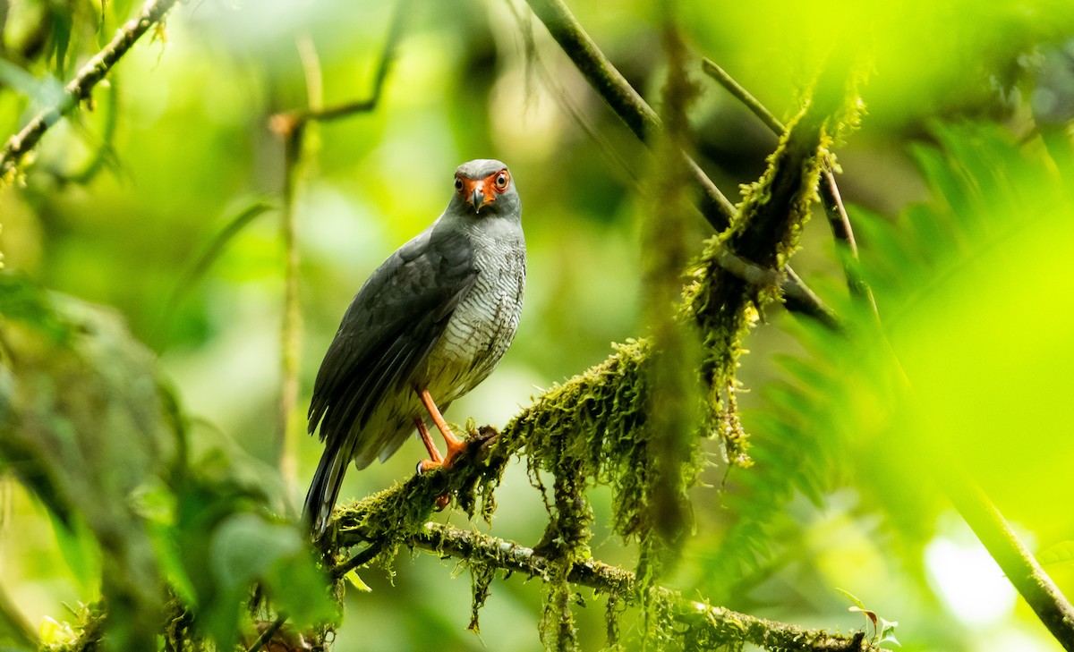 Plumbeous Forest-Falcon - ML138807321