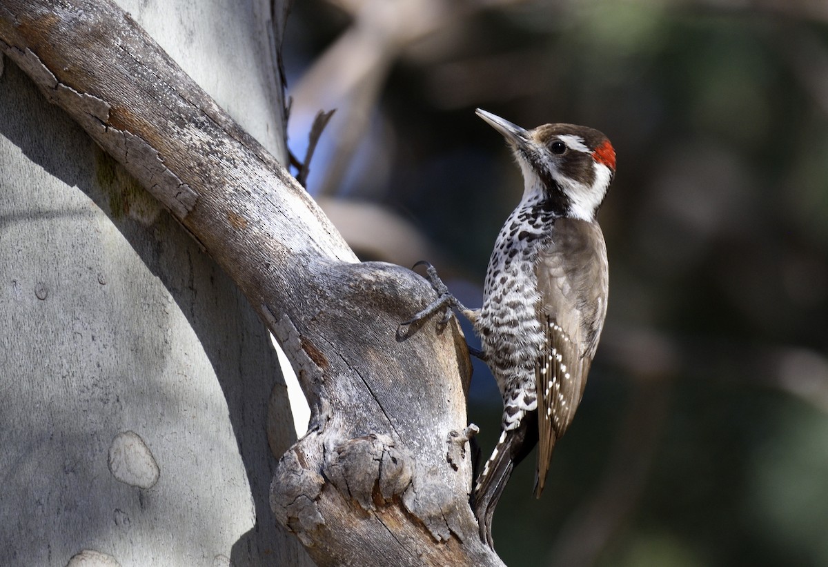 Arizona Woodpecker - Bill Thompson
