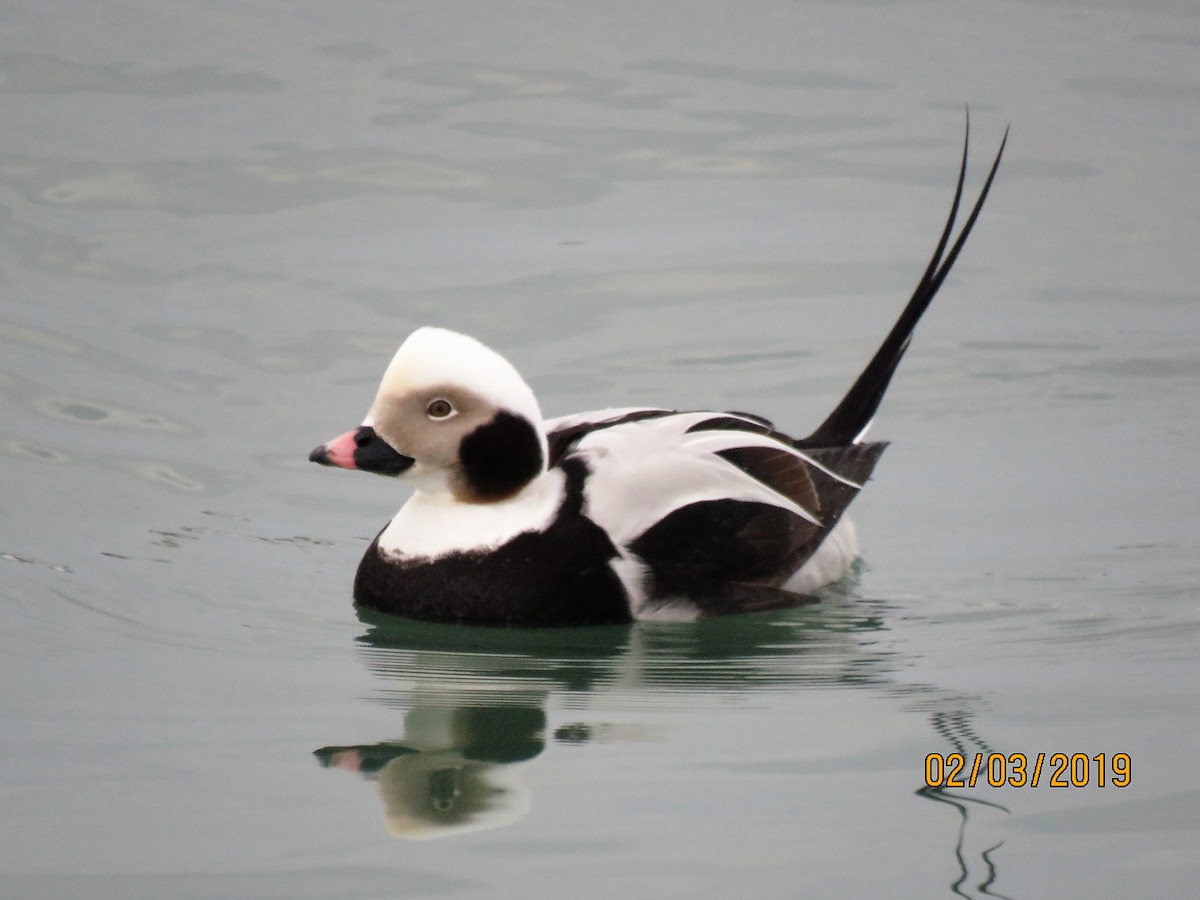 Long-tailed Duck - dave chase