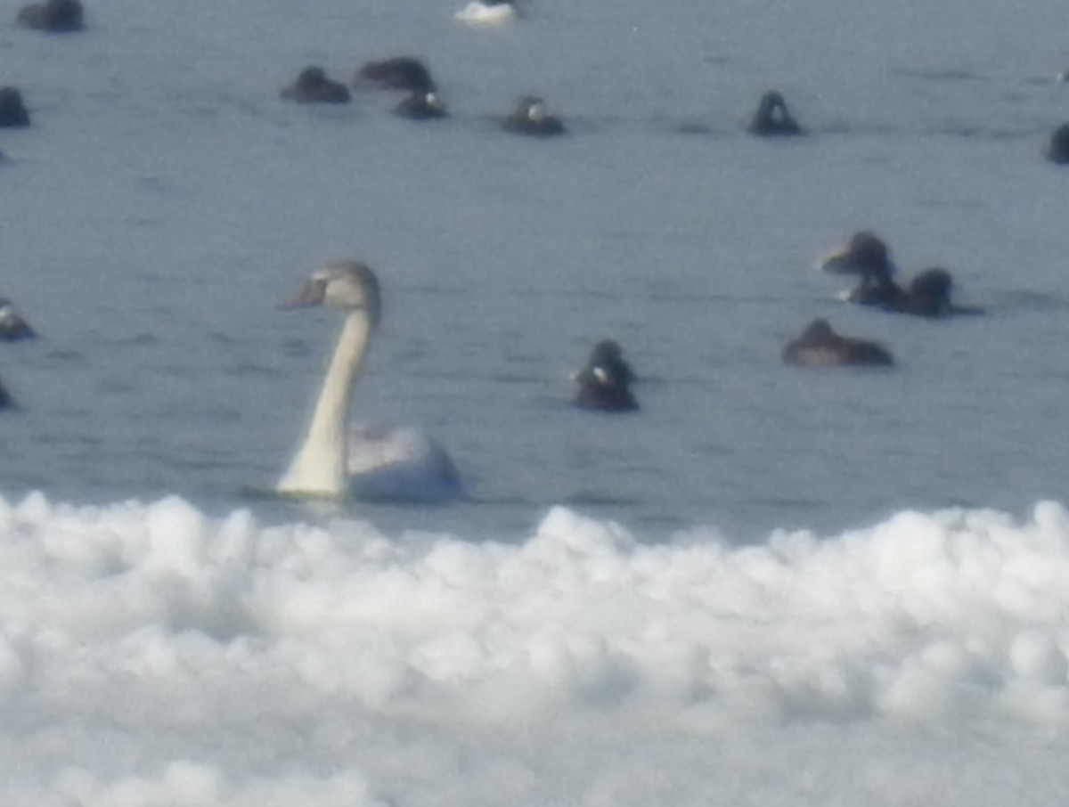 Tundra Swan (Whistling) - ML138816111