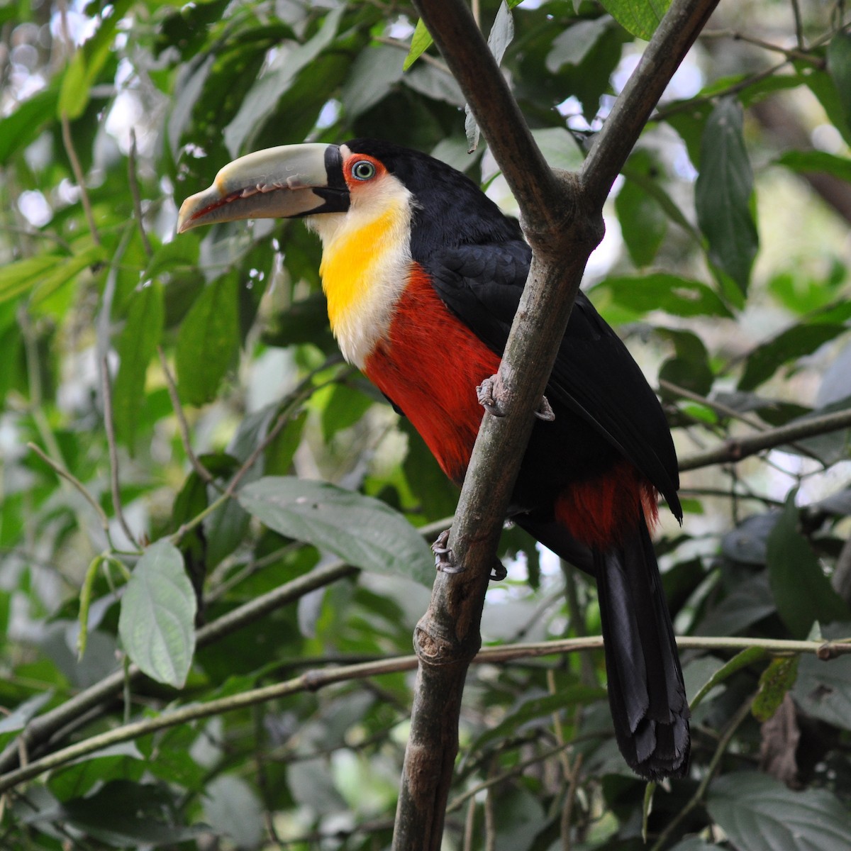 Red-breasted Toucan - ML138816211