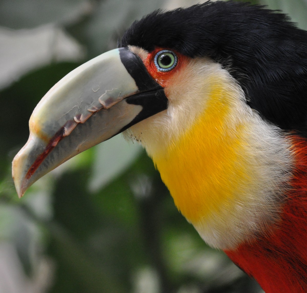 Red-breasted Toucan - ML138816231
