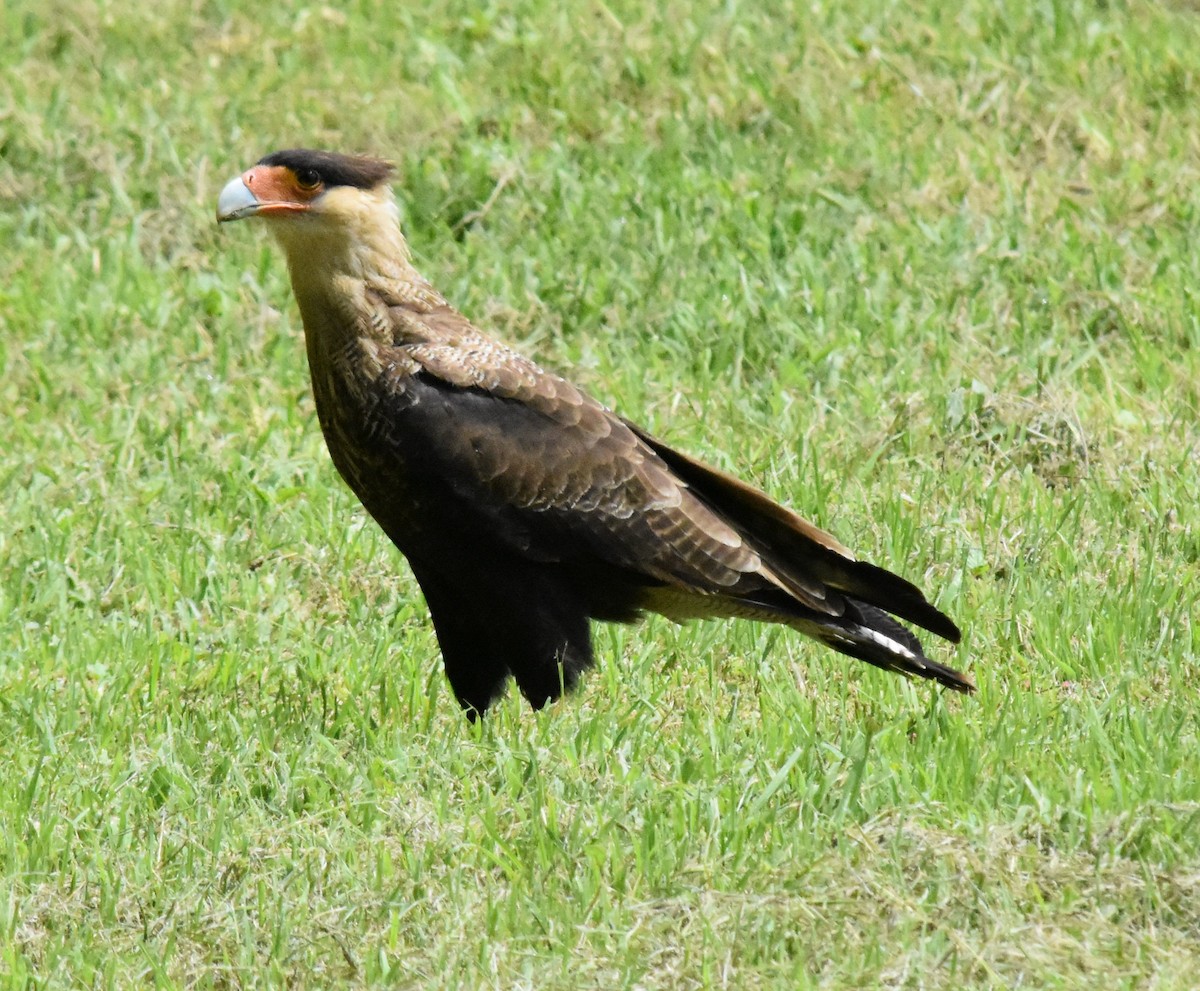 Crested Caracara (Southern) - ML138816841