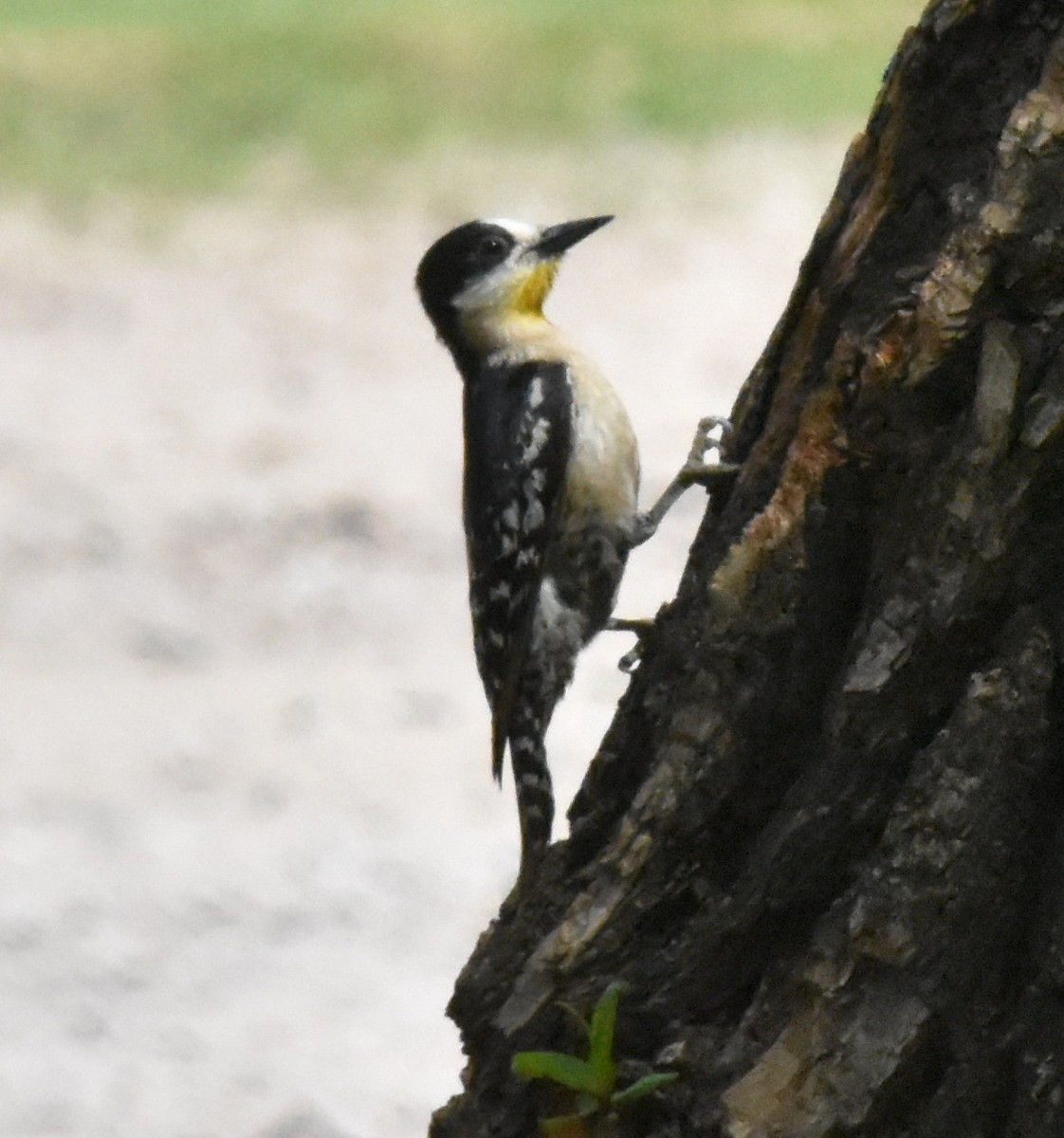 White-fronted Woodpecker - ML138817031
