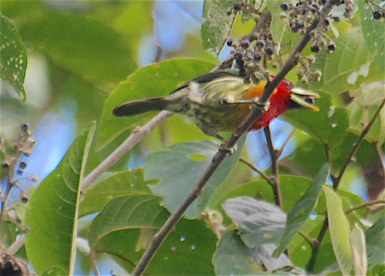 Red-headed Barbet - Anonymous