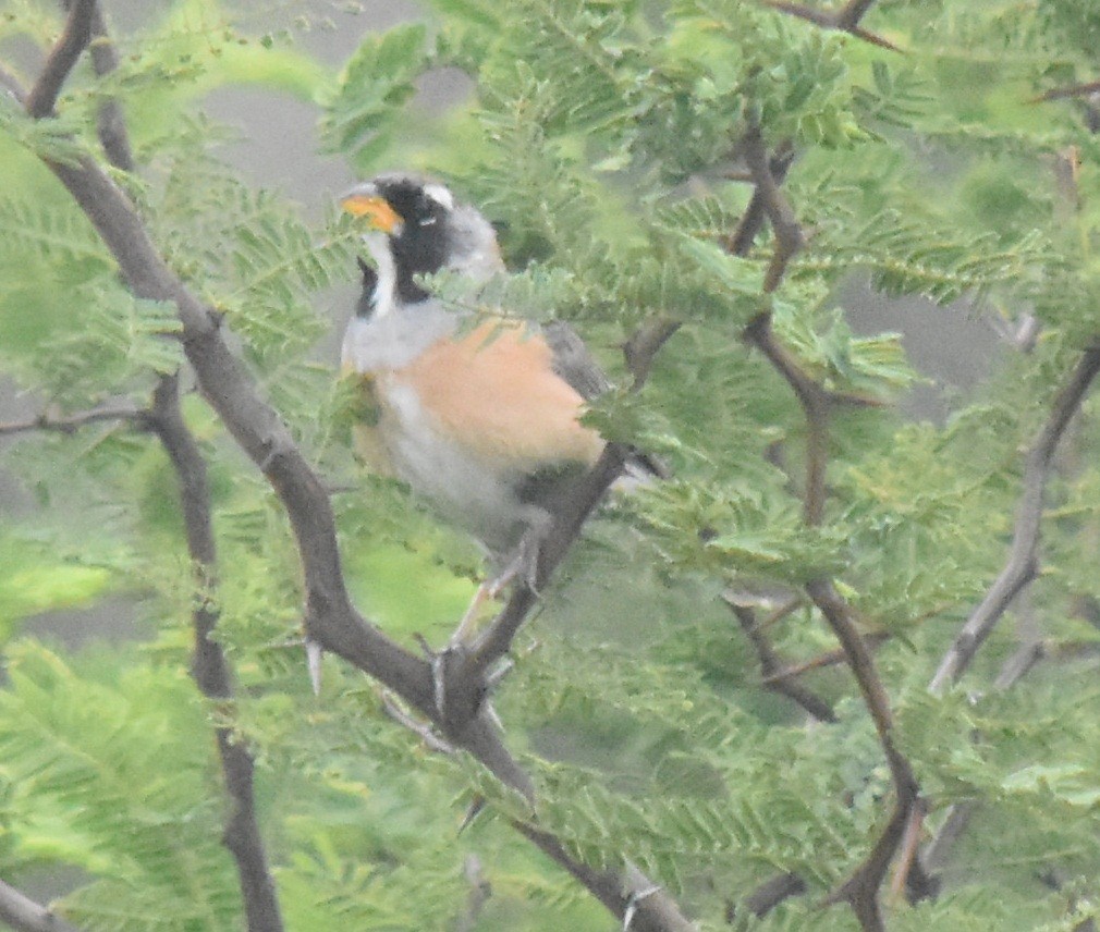 Many-colored Chaco Finch - ML138818691