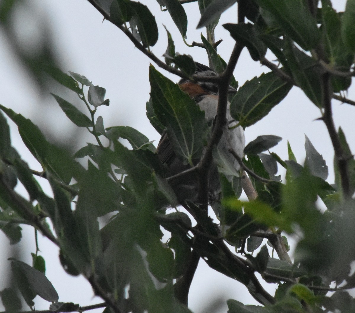 Rufous-collared Sparrow - ML138818871