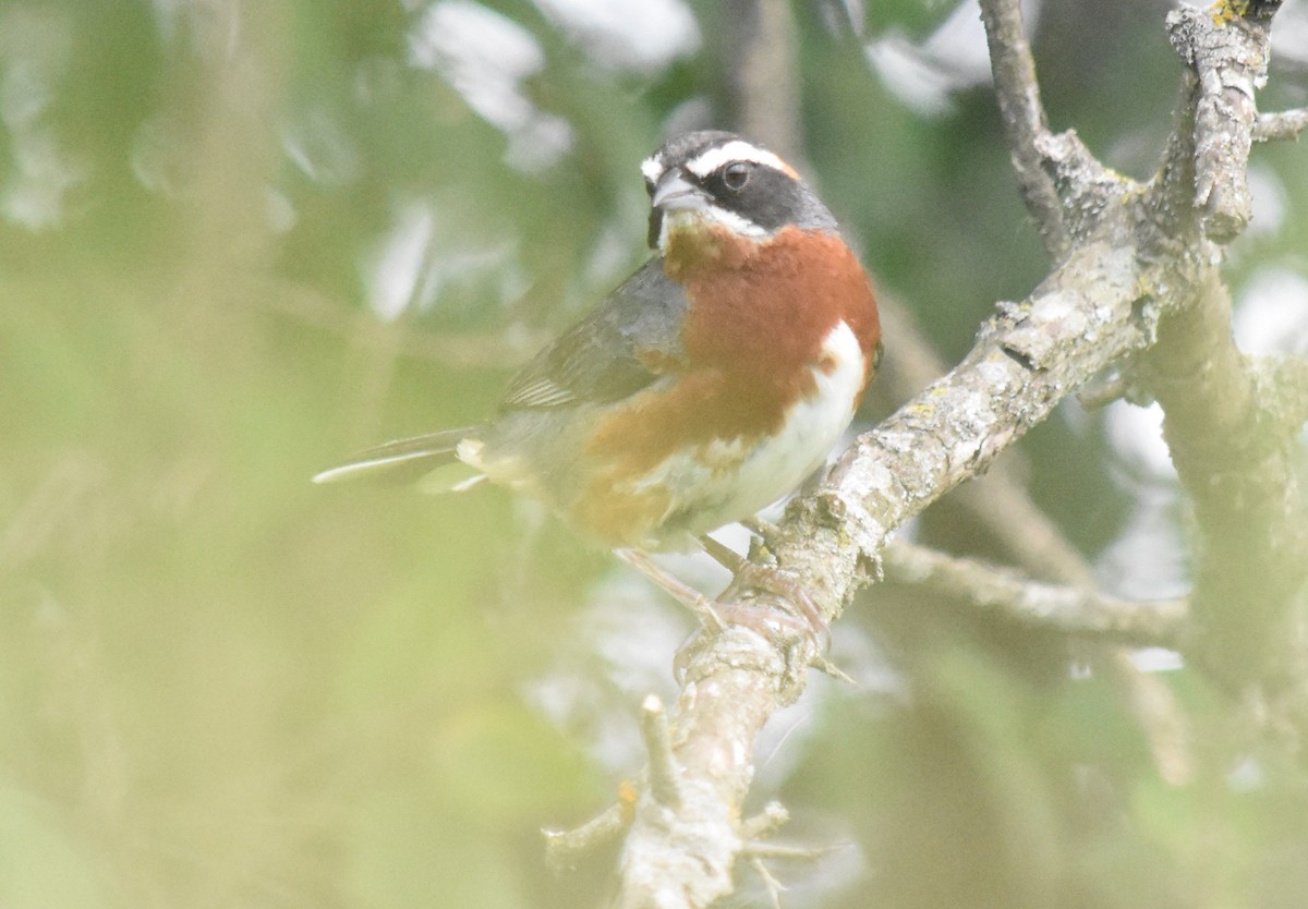 Black-and-chestnut Warbling Finch - ML138819101