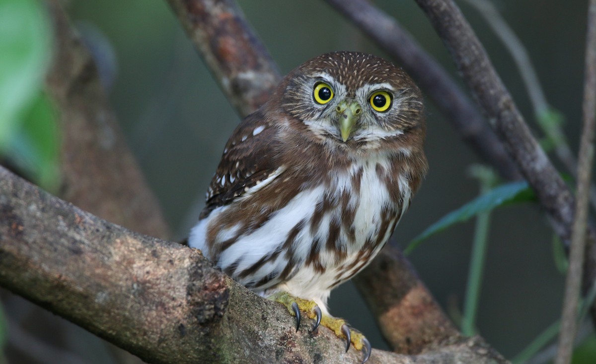 Ferruginous Pygmy-Owl - ML138819121