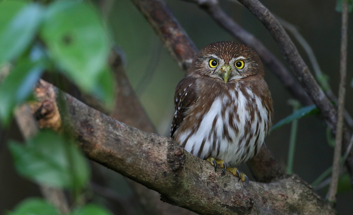 Ferruginous Pygmy-Owl - Ian Davies