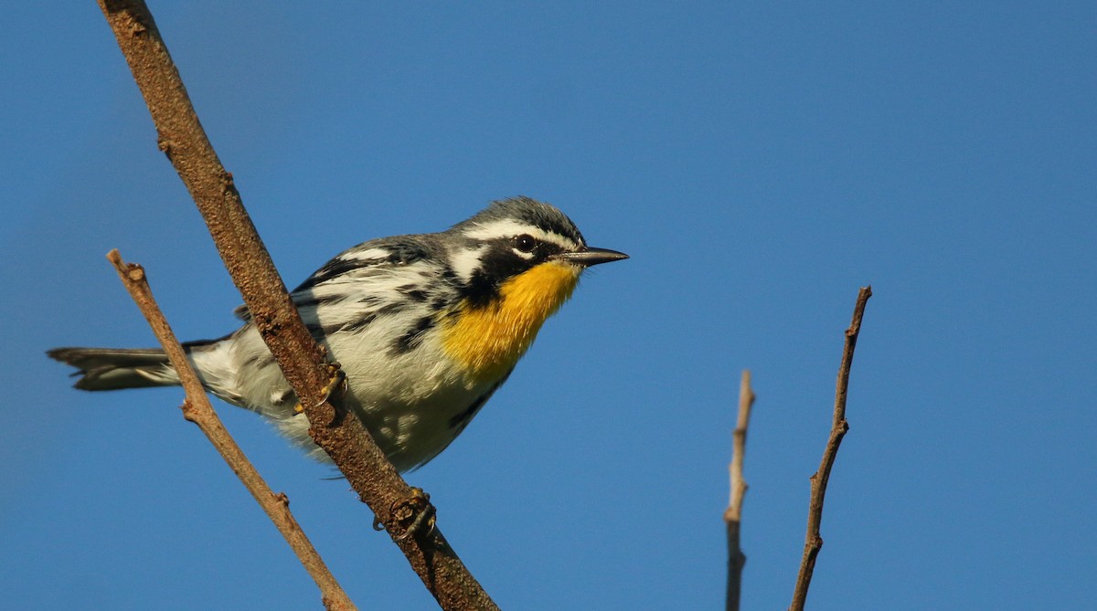 Yellow-throated Warbler - ML138819331