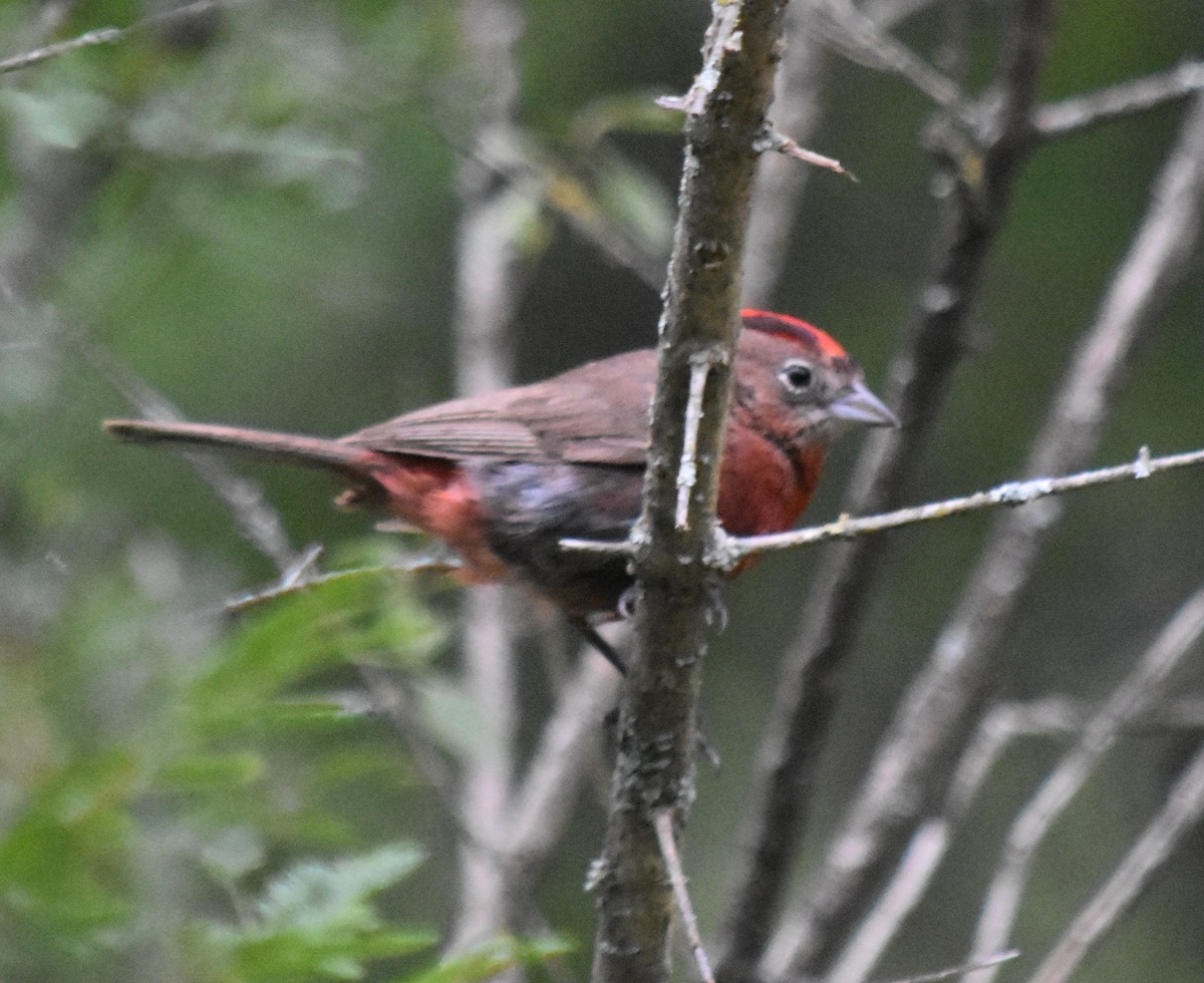 Red-crested Finch - ML138819501