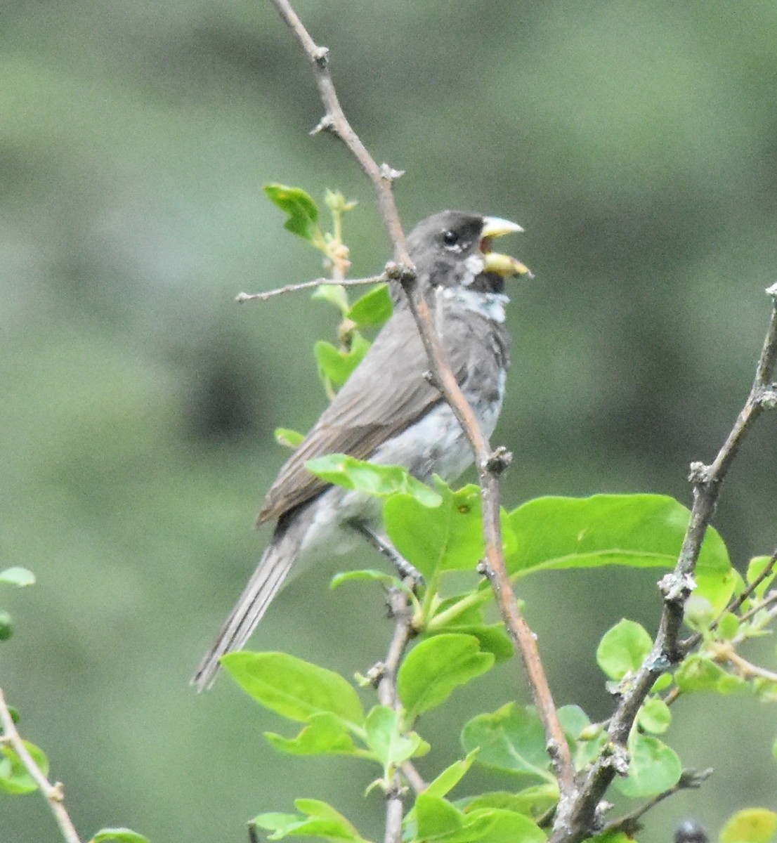Double-collared Seedeater - ML138819581
