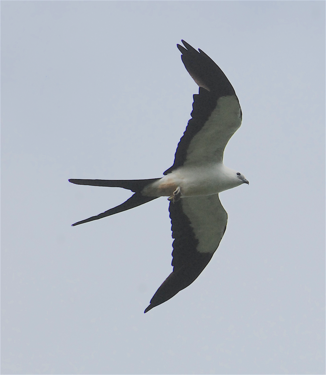 Swallow-tailed Kite - ML138819901