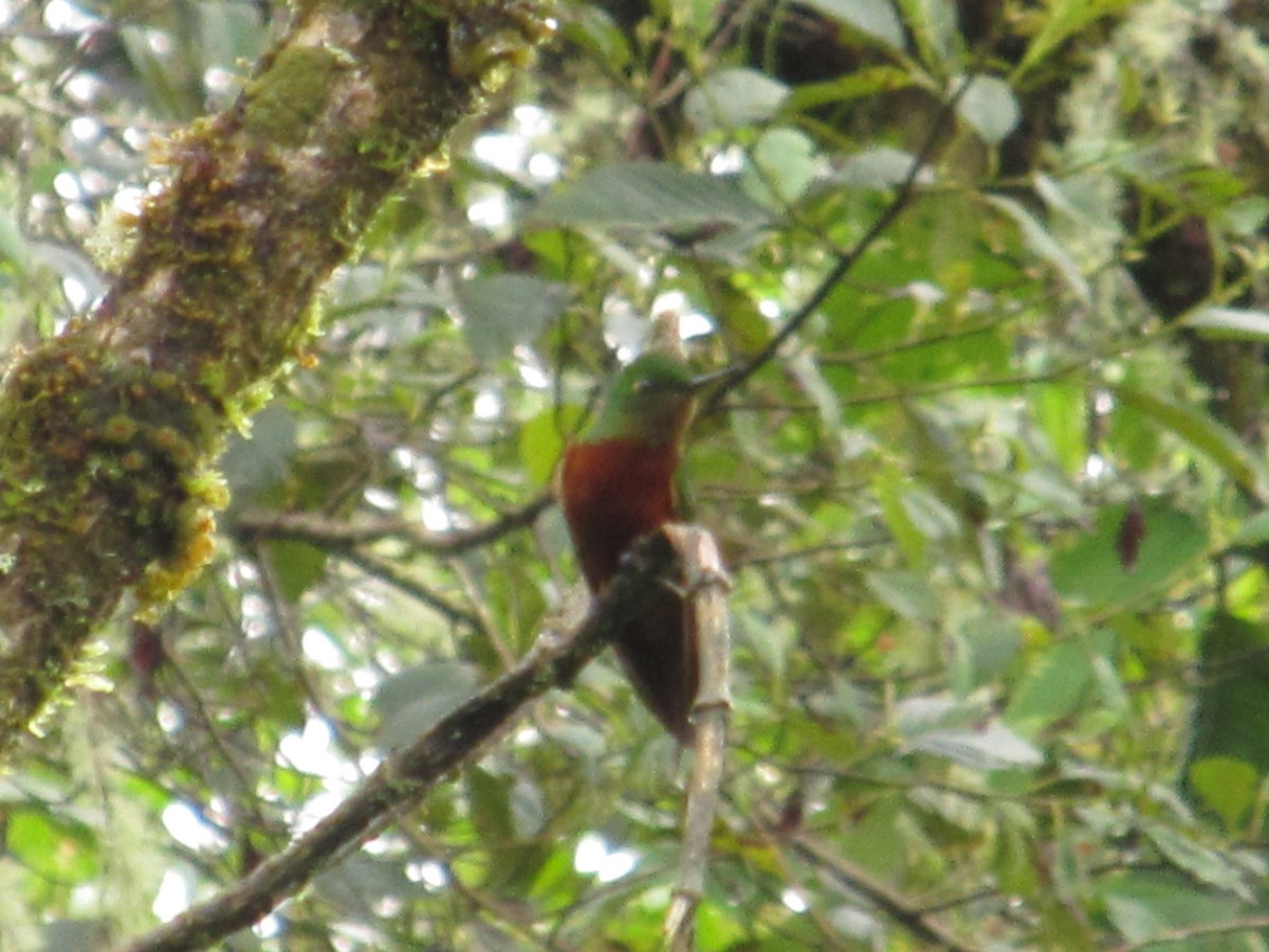 kolibřík peruánský - ML138820171