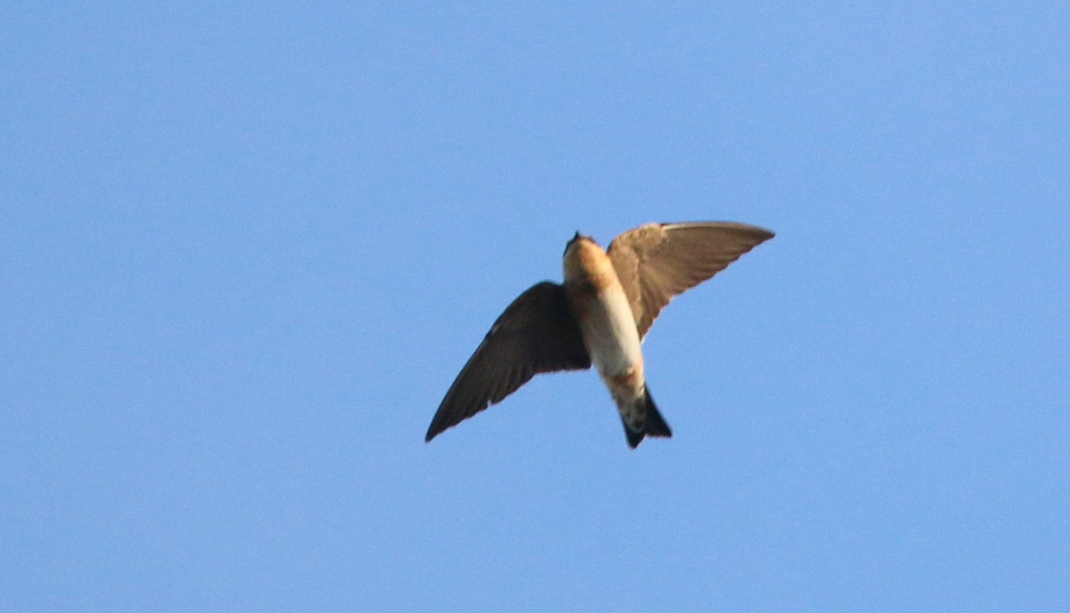 Cave Swallow - ML138820511