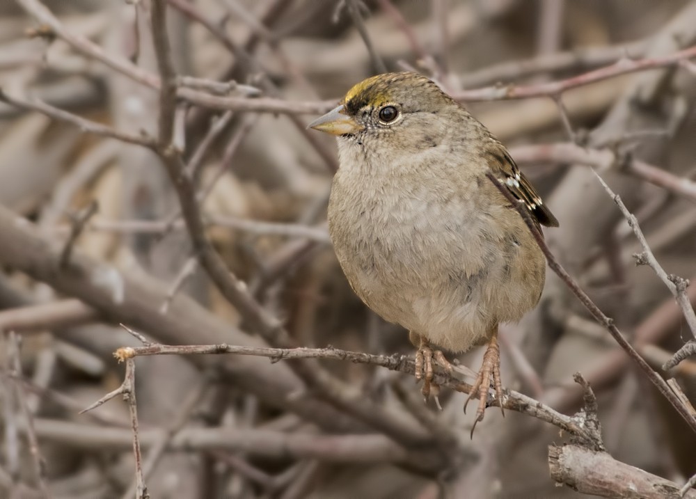 Golden-crowned Sparrow - ML138821531