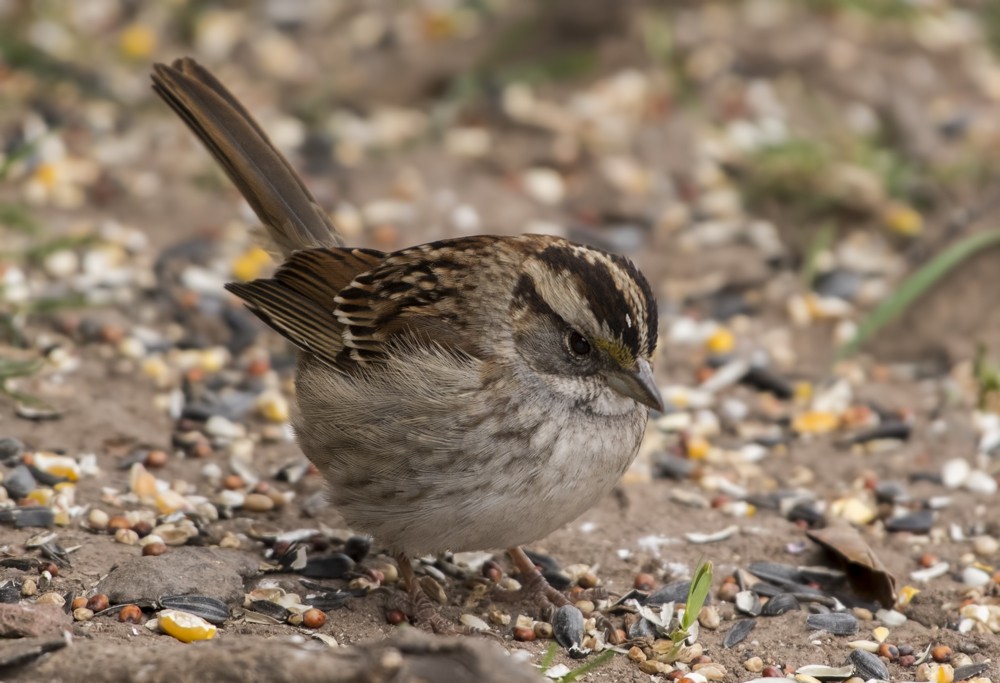 White-throated Sparrow - ML138821611