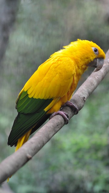 Golden parakeet sale