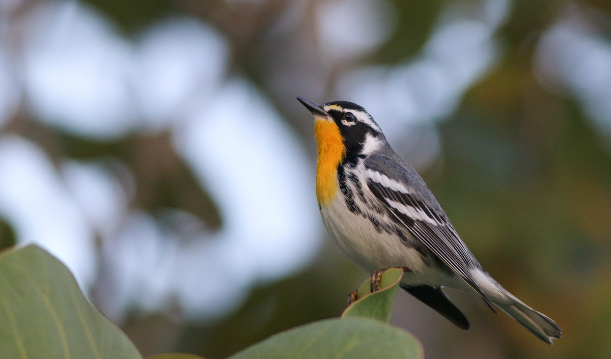 Yellow-throated Warbler - Ian Davies