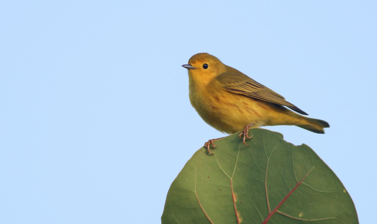 Yellow Warbler (Northern) - Ian Davies